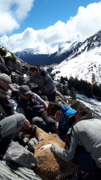 OFFICE FRANÇAIS DE LA BIODIVERSITÉ (OFB) FAIT LE POINT SUR LE FOYER DE BRUCELLOSE DANS LE MASSIF DU BARGY