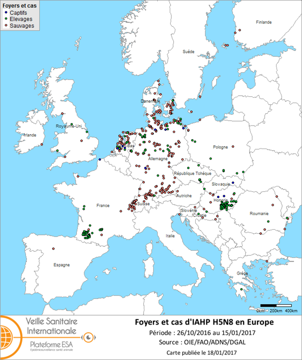 Figure 1 : Carte des foyers et cas d’IAHP H5N8 déclarés dans l’Union européenne et en Suisse entre le 26 octobre 2016 et le 15 janvier 2017 inclus (sources : OIE/ADNS/DGAL).