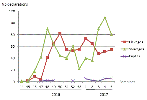 Figure 1 : Nombre de foyers et de cas d'IAHP en Europe (UE, Suisse et Ukraine) par semaine du 26 octobre 2016 au 5 février 2017 (inclus) (source: ADNS/OIE/DGAL)