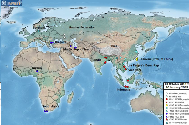 Foyers et cas d'IAHP H5 observés du 1er octobre 2018 au 30 janvier 2019 en Europe, Asie et Afrique (source: FAO Empres-i)