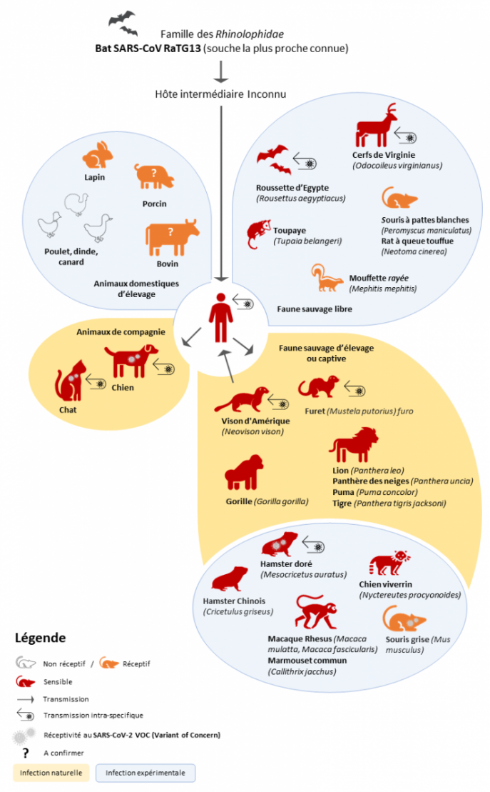 Représentation des modalités de transmission du SARS-CoV-2 chez l’animal et l’Homme