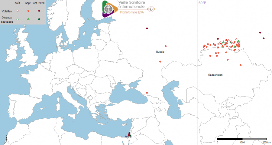Localisation des cas en avifaune sauvage et foyers domestiques d’IAHP en Sibérie occidentale