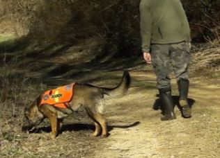 Recherche de cadavre de sanglier avec un chien de détection ©ONCFS