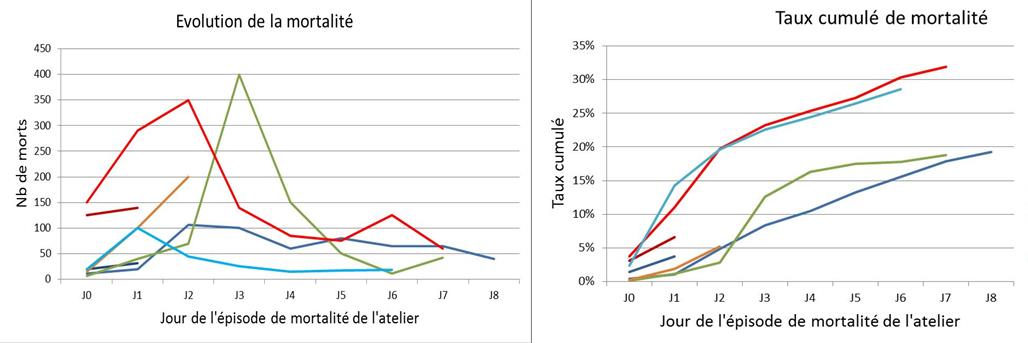 Figure 1 Evolution de la mortalité dans les ateliers infectés