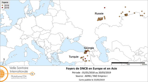 Figure 2. Distribution des foyers de DNCB entre le 1er janvier 2018 et le 20 mars 2019