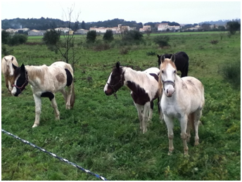 Figure 1. Chevaux du foyer primaire déclaré dans le Gard