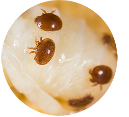 varroa2.1