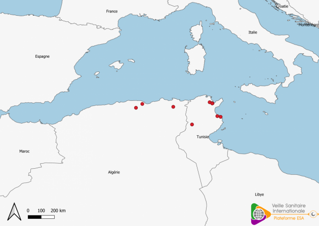 Foyers de fièvre aphteuse détectés en Algérie et en Tunisie depuis le 01/01/2022