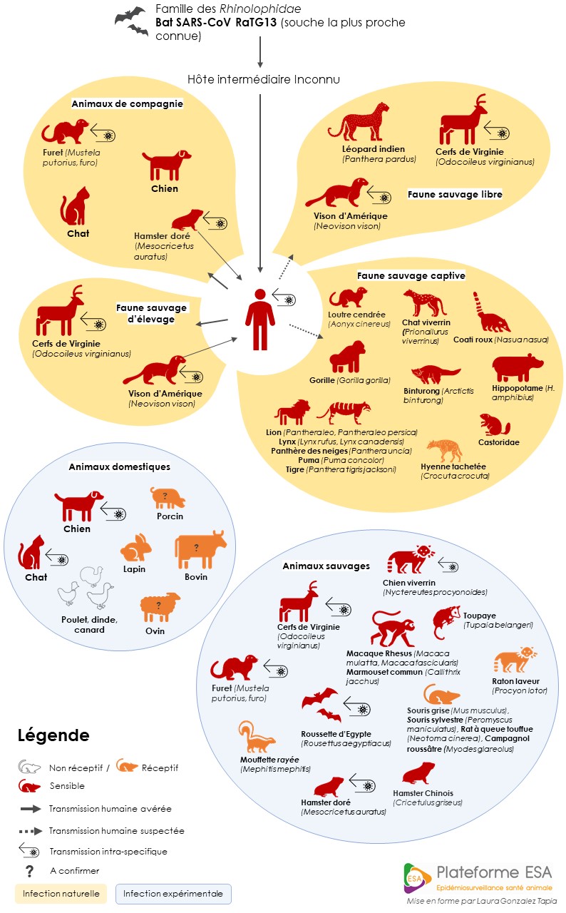 Représentation des modalités de transmission du SARS-CoV-2 chez l’animal et l’être humain