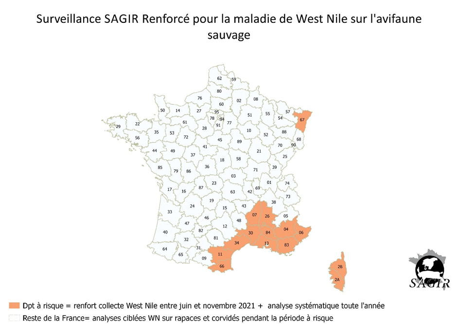 Surveillance Sagir Renforcé pour le virus West Nile dans l’avifaune sauvage