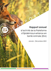 rapport activité 1