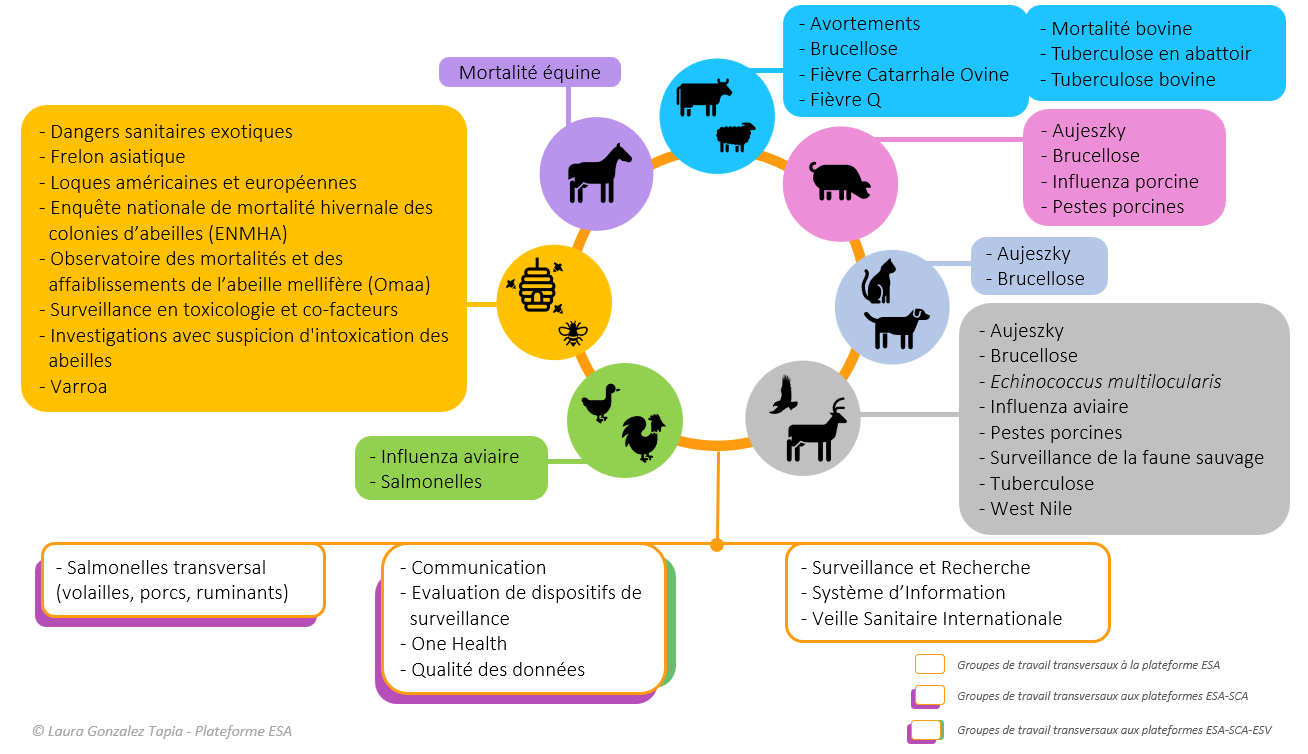 schéma thématiques plateforme esa