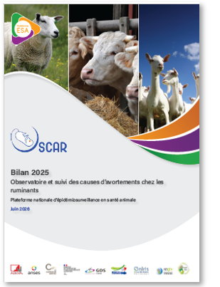 bilan_annuel_oscar_2025