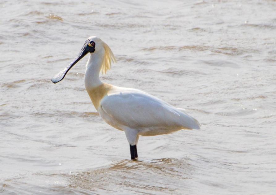 Black_faced_Spoonbill-001