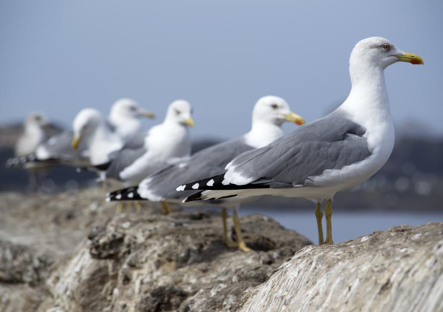 Mouettes