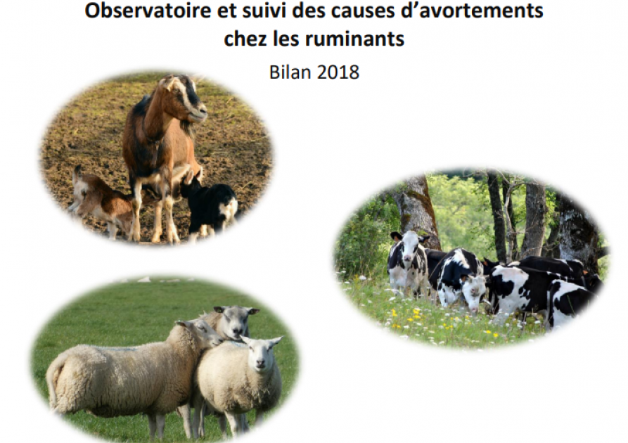 Observatoire et suivi des causes d’avortements chez les ruminants - Bilan 2018