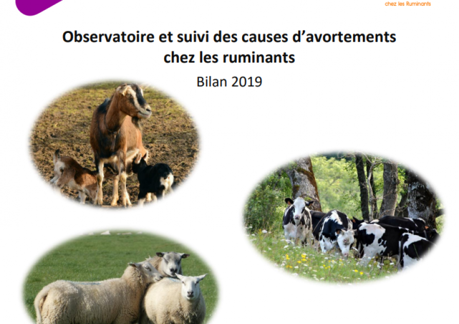 Observatoire et suivi des causes d’avortements chez les ruminants - Bilan 2019