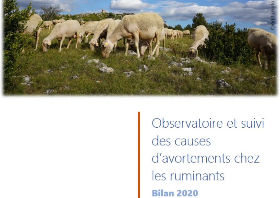 Observatoire et suivi des causes d’avortements chez les ruminants