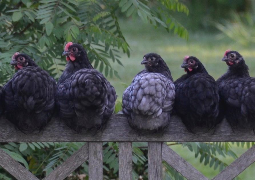 Les poules