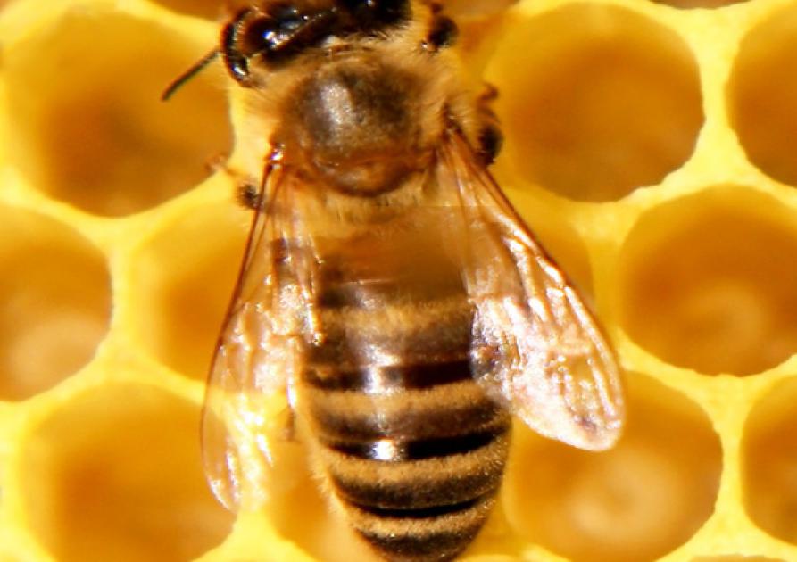 abeille - Cann