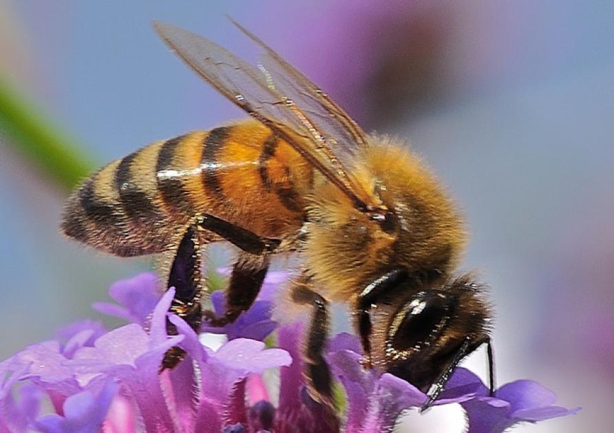 Abeille - Marc Feldmann