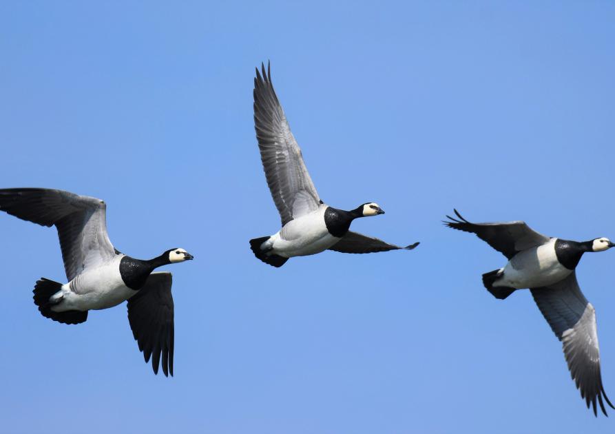 Branta leucopsis