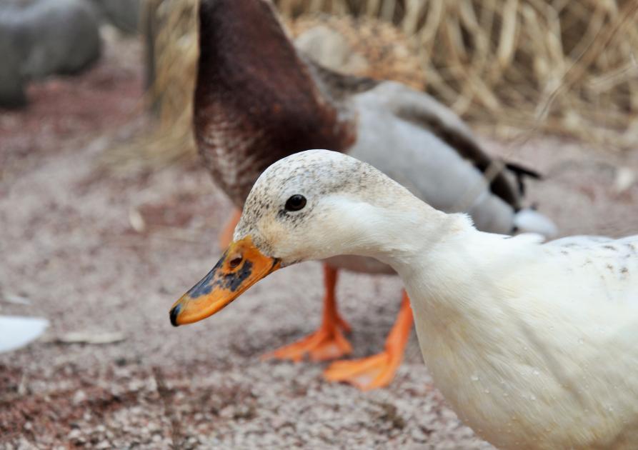 Canard - Nadine Doerle