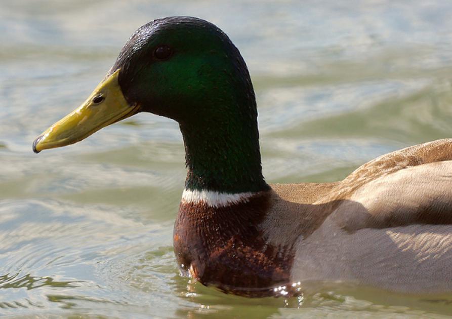 Canard - Frédéric Bisson