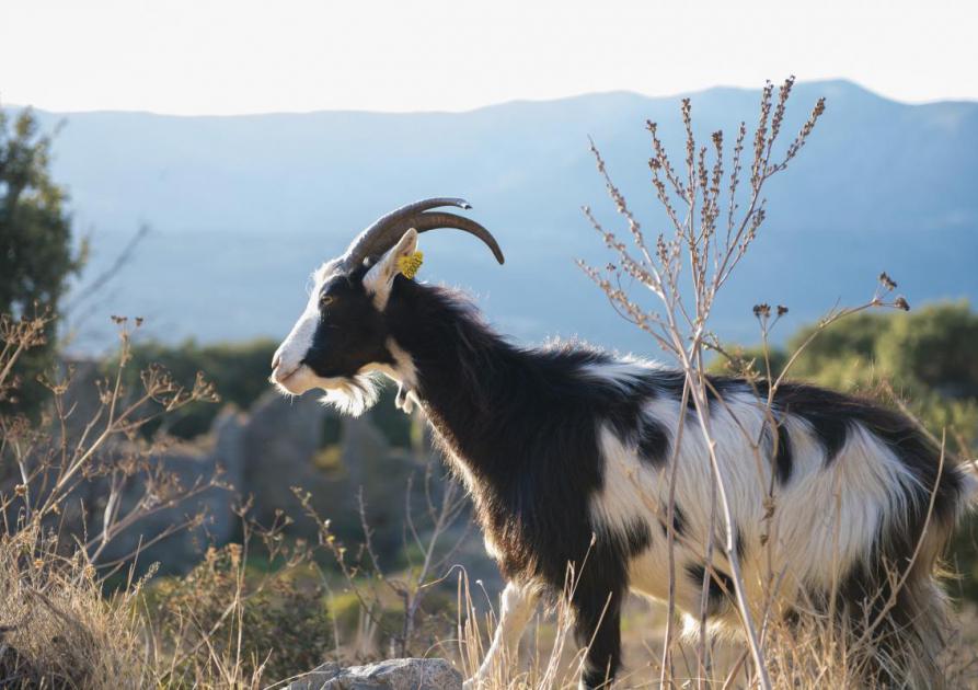 Chèvre - Corse