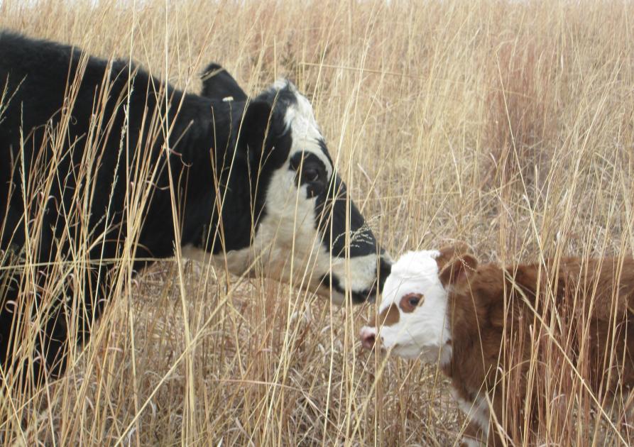 Vache et son petit
