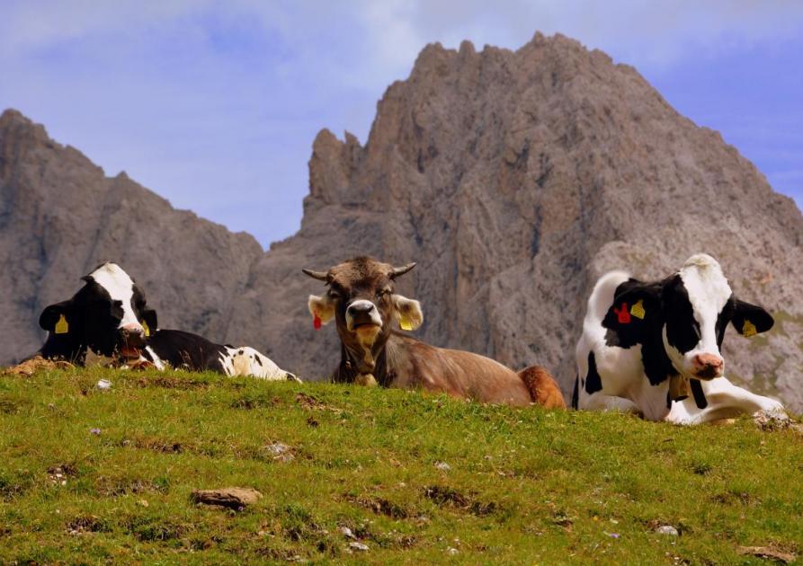 Vaches en montage