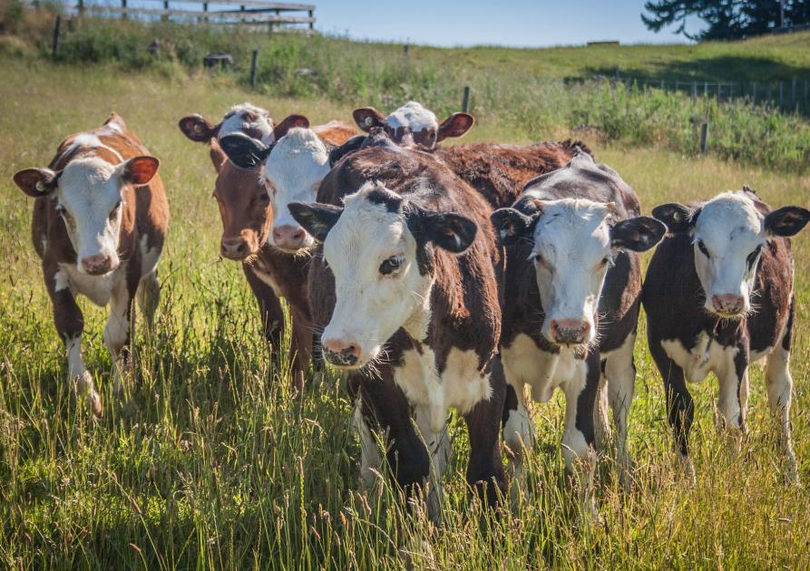 Troupeau de vaches