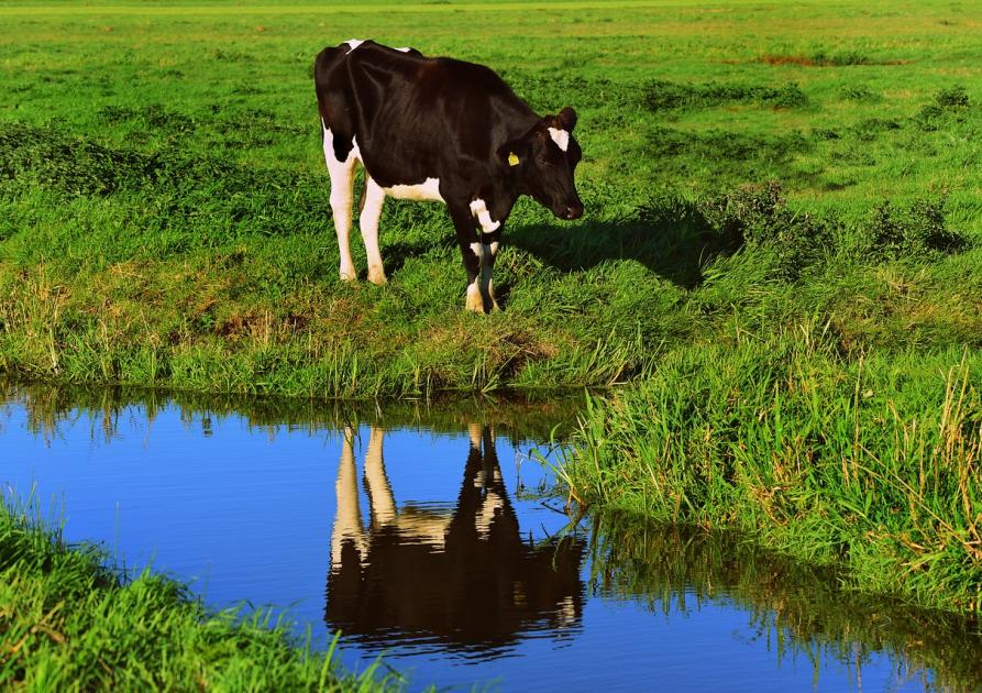 Vache s'abreuve