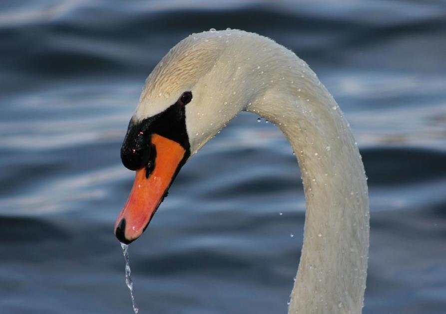 Cygne - HolgerKehl