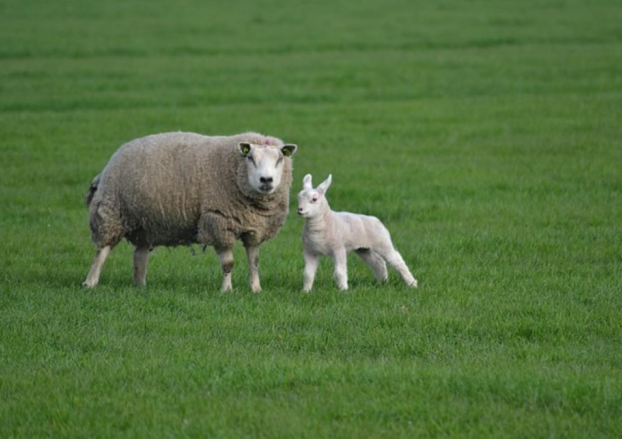 Ferme - agneau et brebis