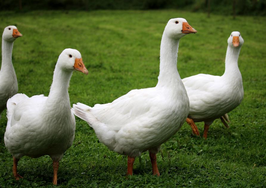 Canards blancs