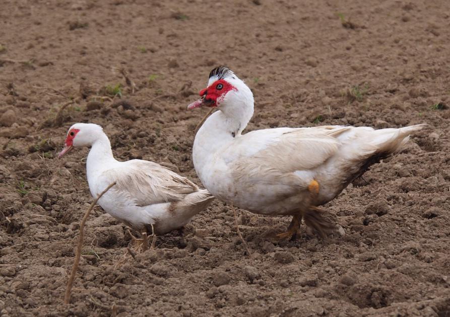 canards - goose