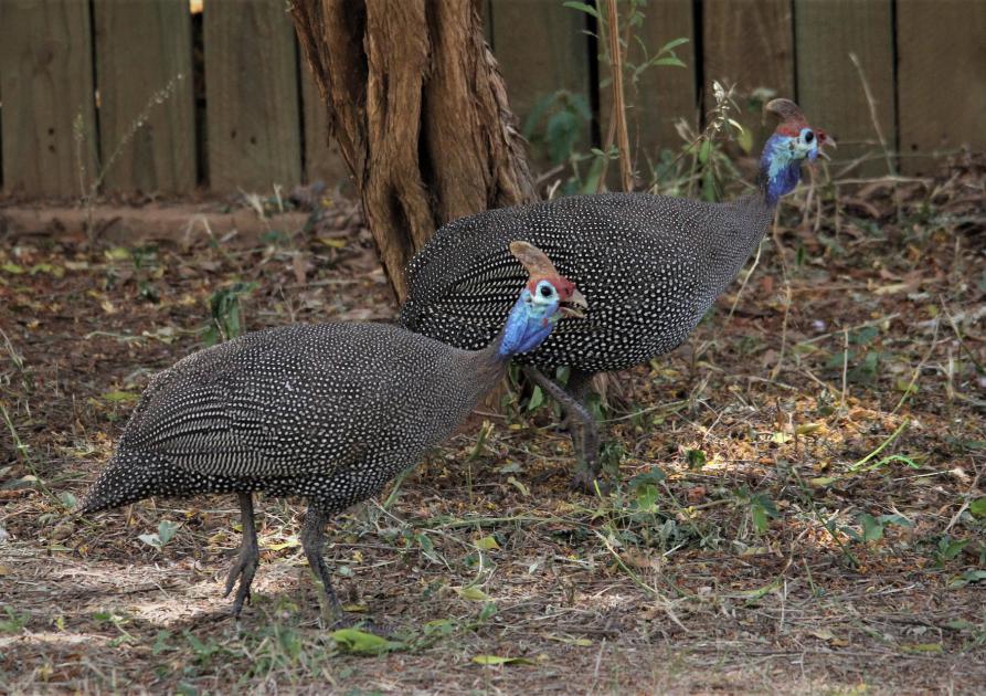 helmeted guinea