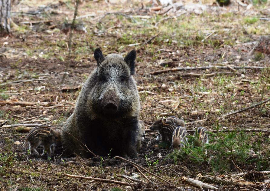 Sanglier