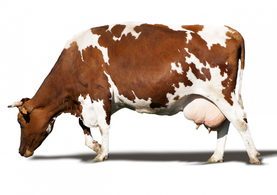 Vache