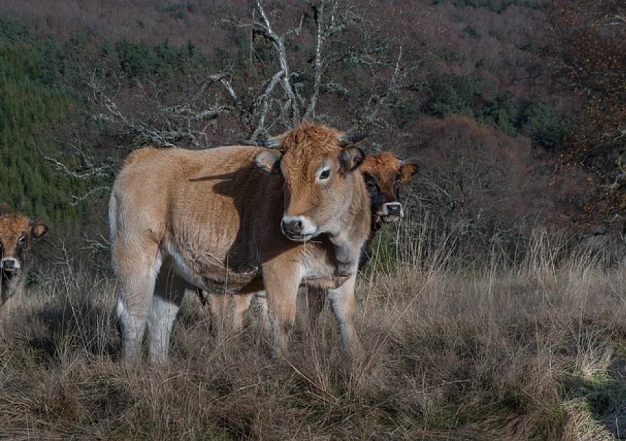 Vache - Lozere