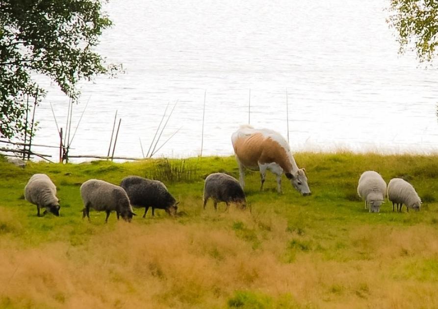 Moutons et vache