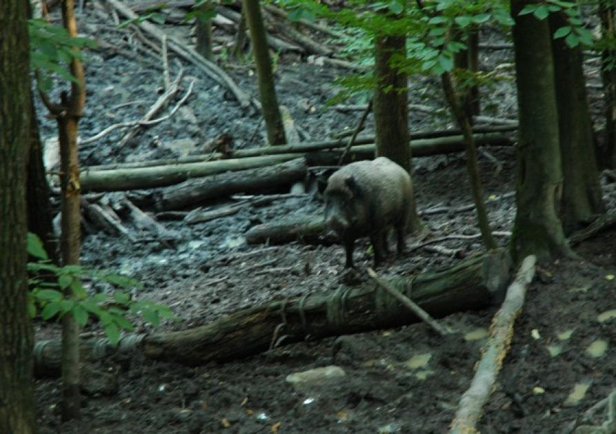 Sanglier dans la forêt