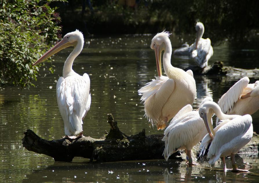 Groupe de pélicans