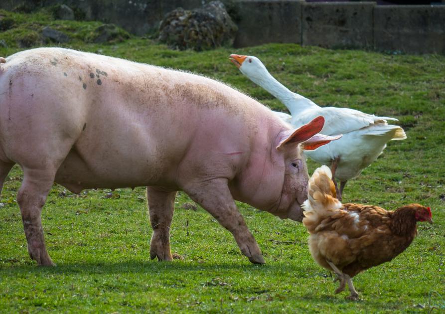 Cochon - Canard - Poule