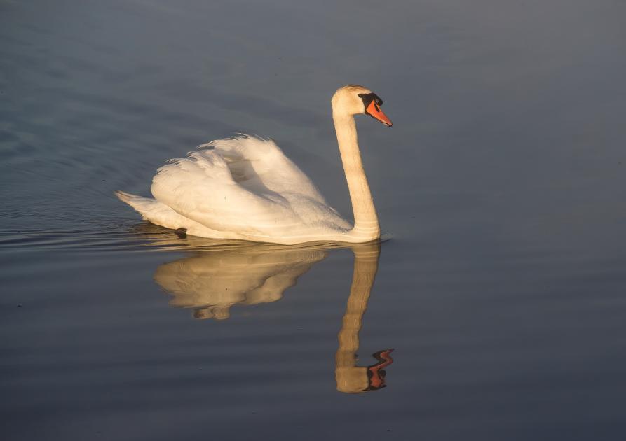 Cygne - Nidan