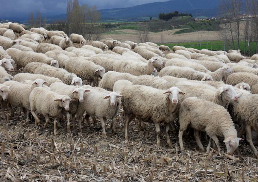 Troupeau de moutons