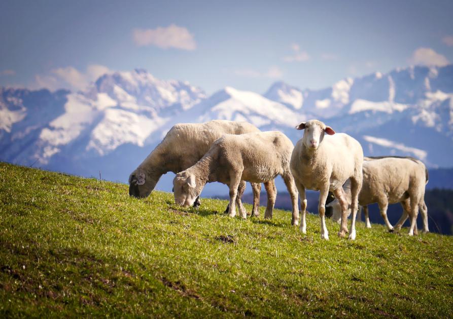 Moutons en montagne