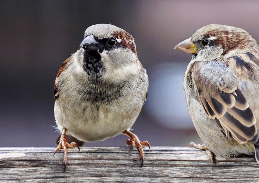 Sparrows