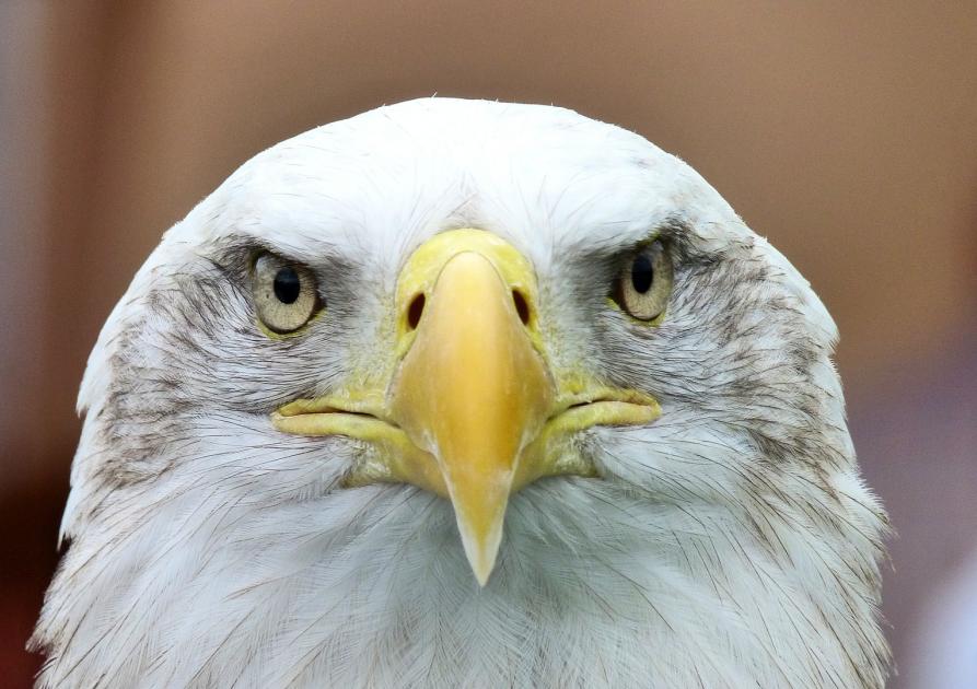 White eagle